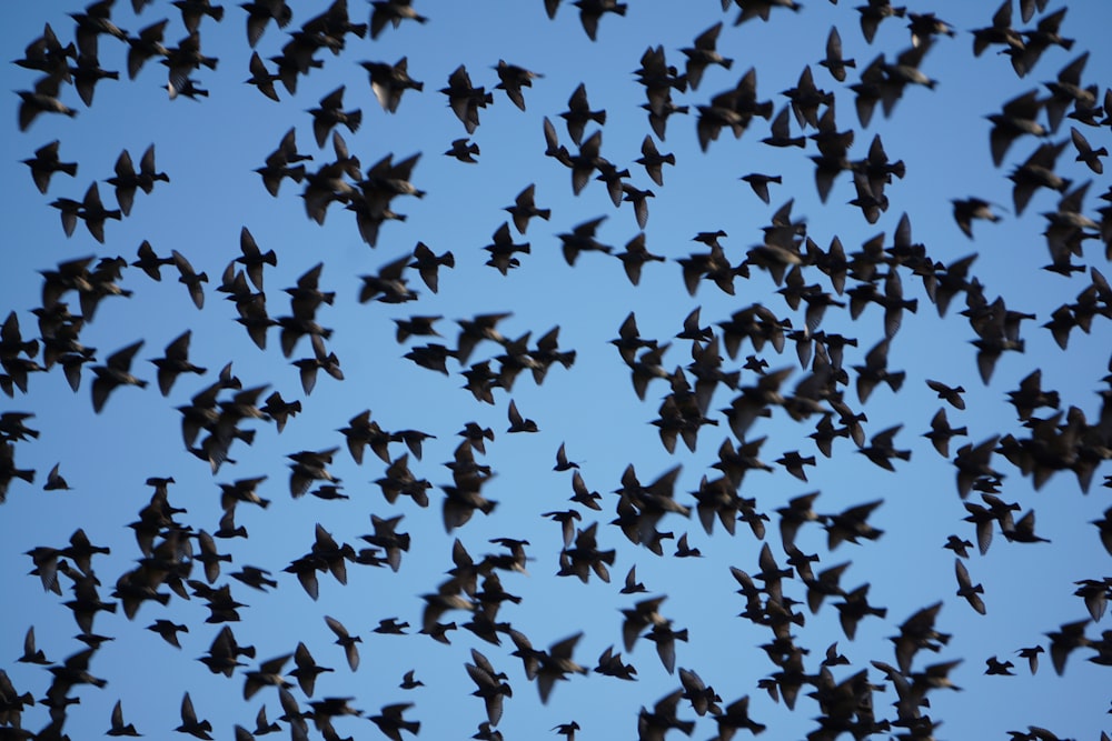 a flock of birds flying through a blue sky