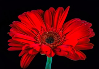 a red flower with a black background