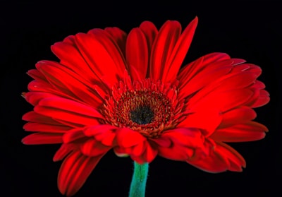 a red flower with a black background
