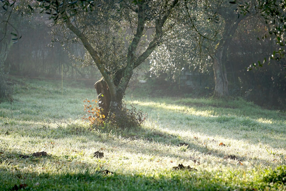 a tree in the middle of a grassy field