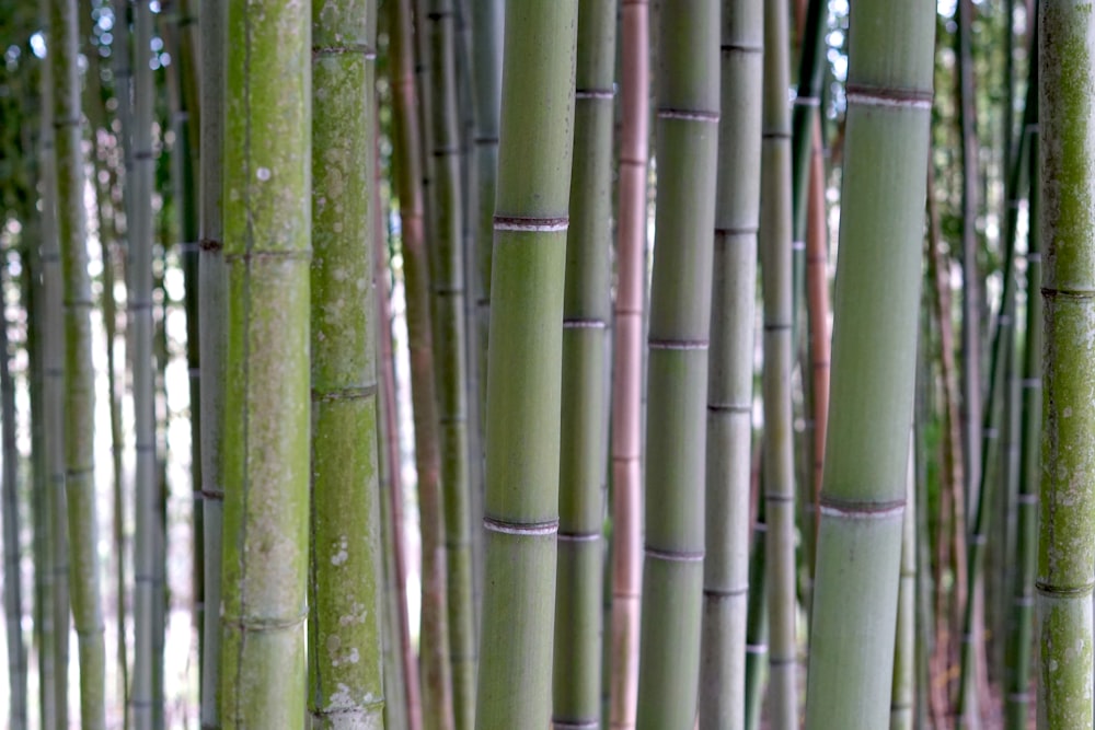 um grupo de árvores de bambu altas em uma floresta