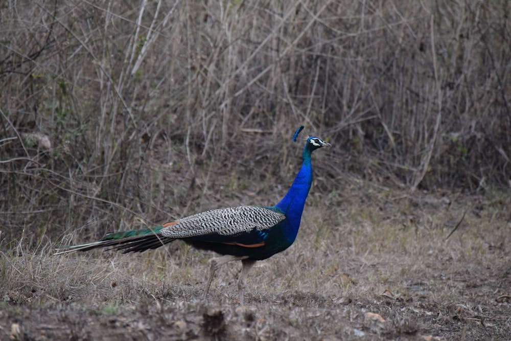a peacock standing in the middle of a forest