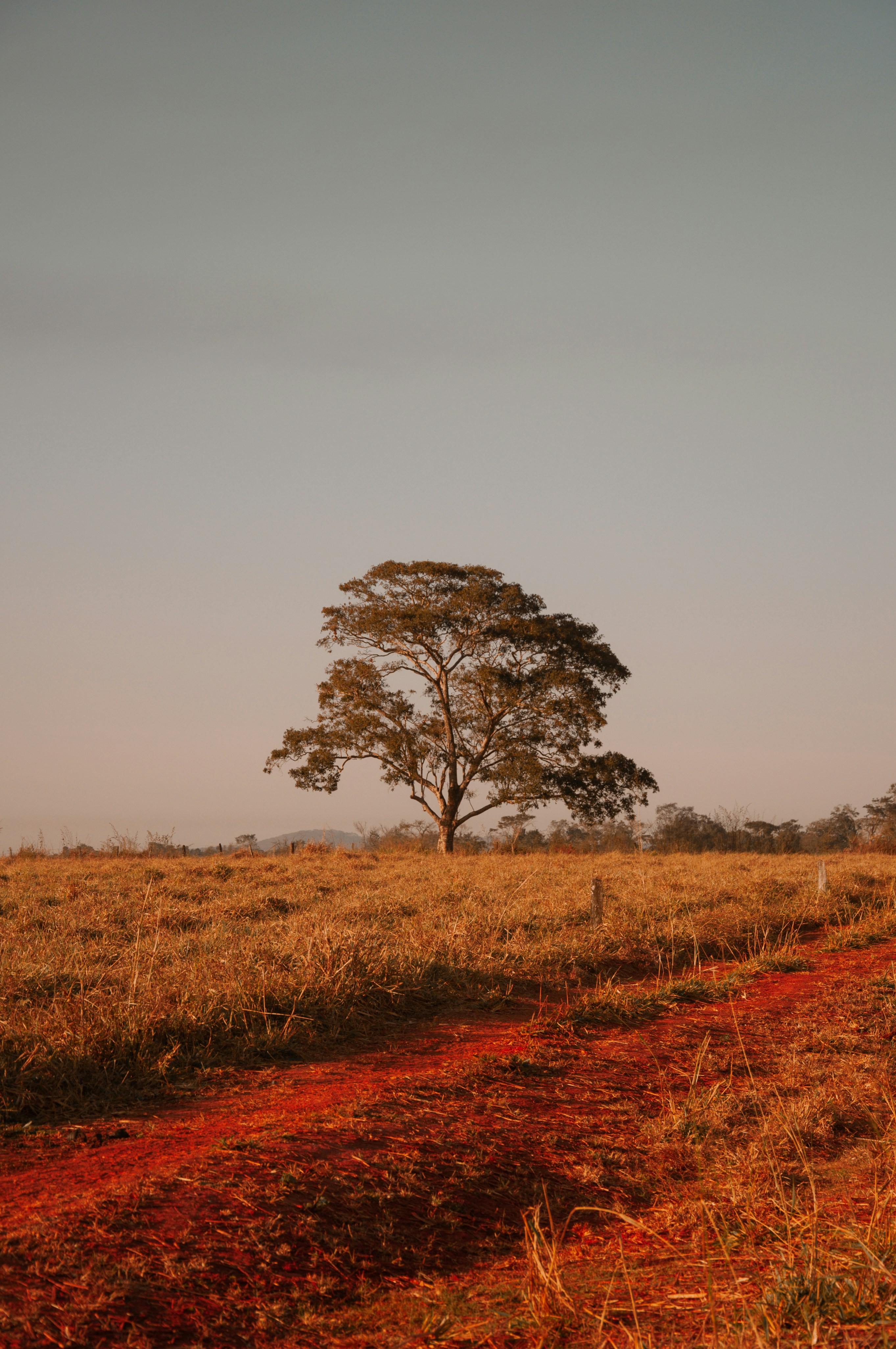a lone tree in the middle of a field