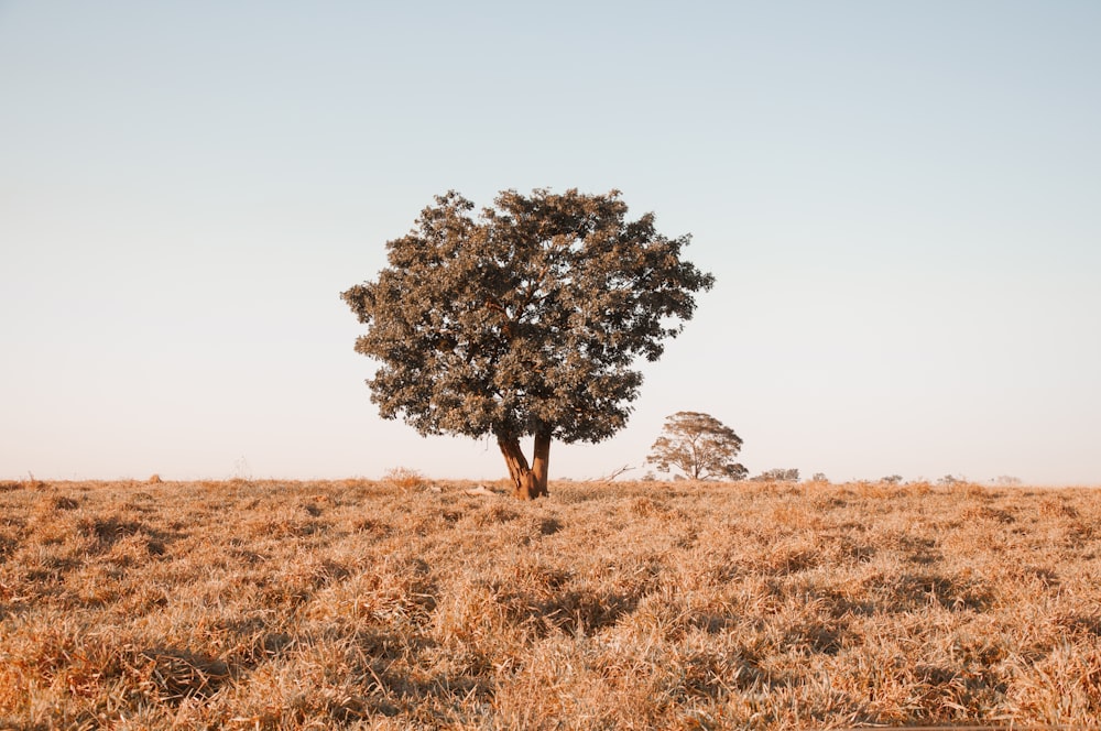 a lone tree in a field of dry grass