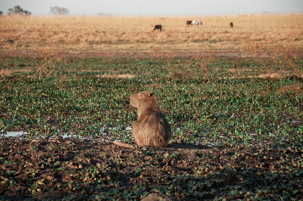uma capivara sentada no meio de um campo