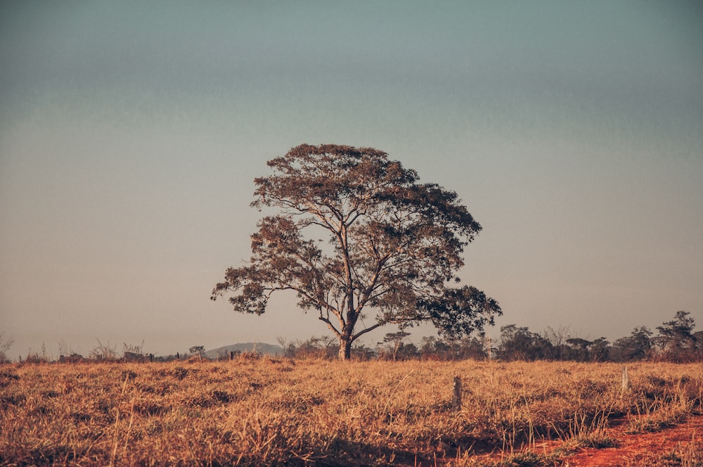 a lone tree stands alone in a field