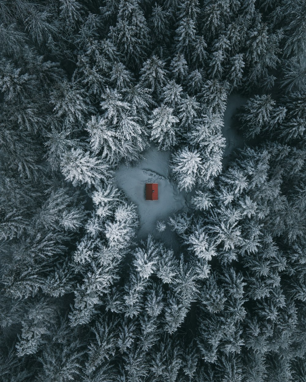 an aerial view of a tree with a red square in the center