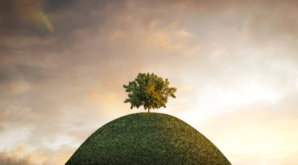 a tree on top of a hill with a sky background