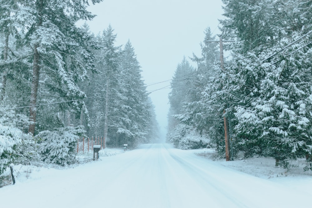 a snowy road surrounded by trees and power lines