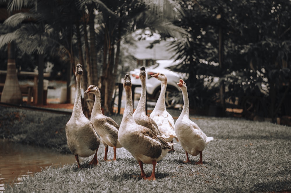 a group of ducks standing on top of a grass covered field