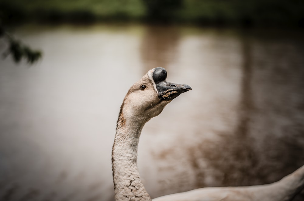 a close up of a goose near a body of water