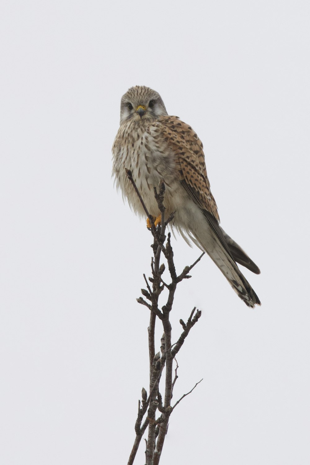 a bird perched on top of a tree branch