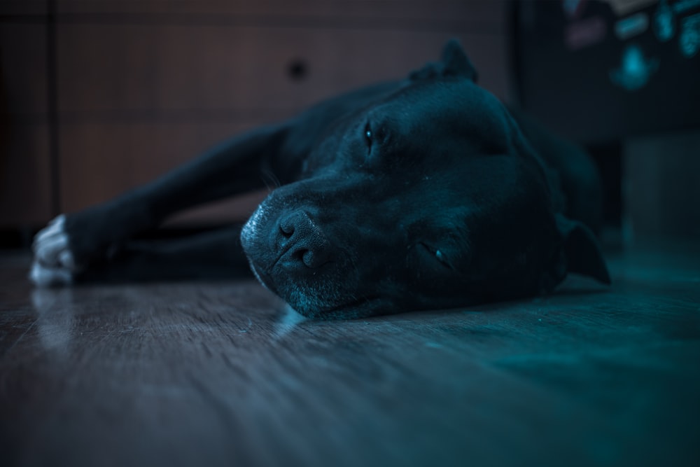 a dog laying on the floor with his head on the floor