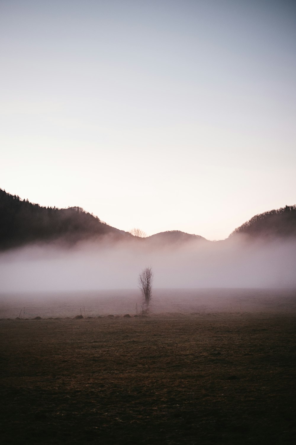 a lone tree in a field with fog