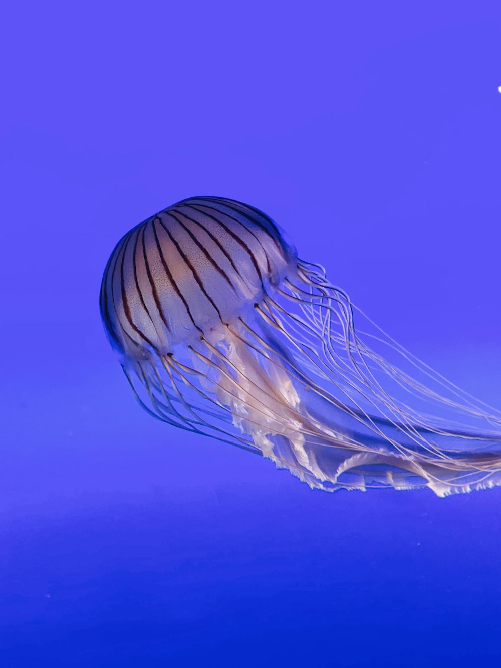 a jellyfish floating in the water on a blue background