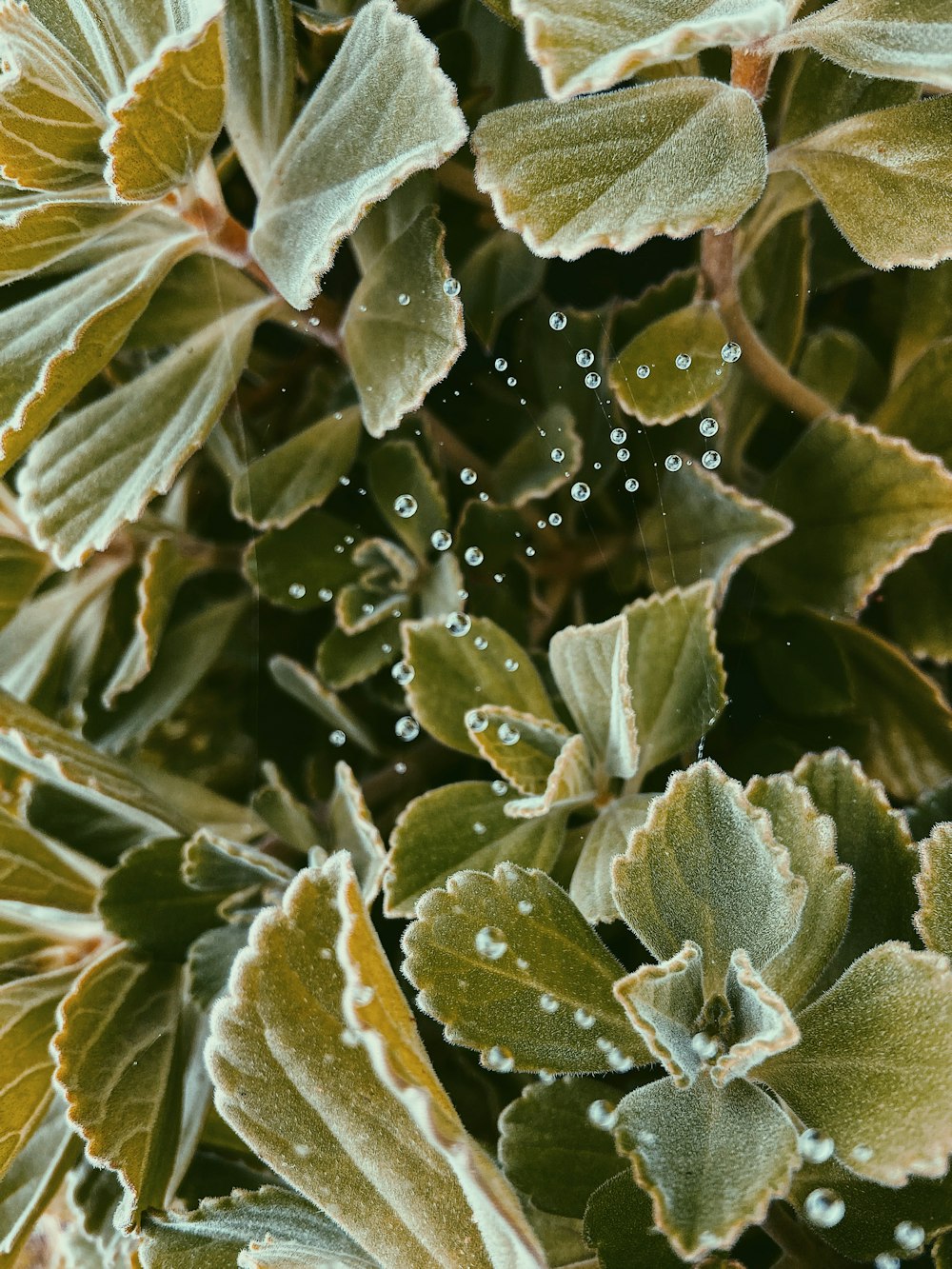 a close up of a plant with water droplets on it