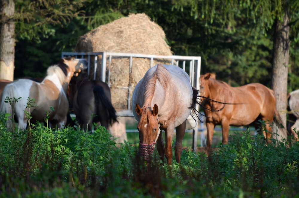 a group of horses grazing in a field