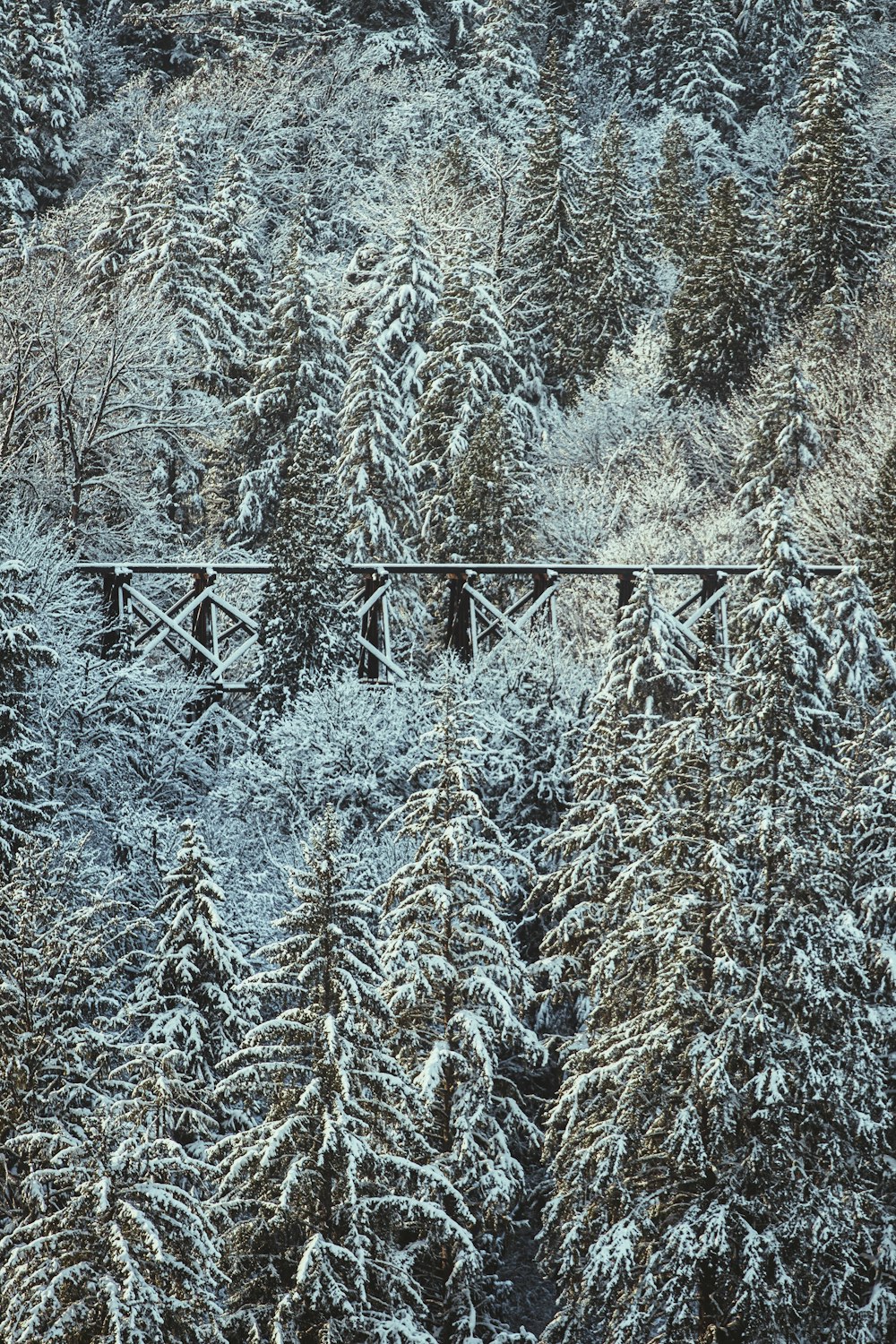 a bridge in the middle of a forest covered in snow