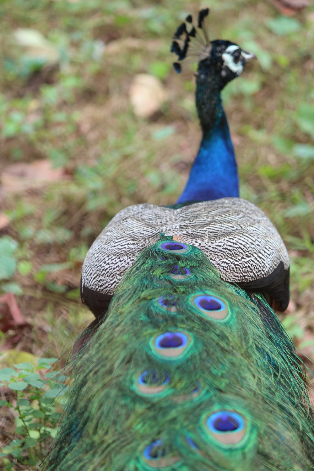 a close up of a peacock on the ground