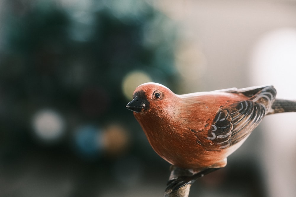 Un oiseau rouge perché sur une branche devant un sapin de Noël