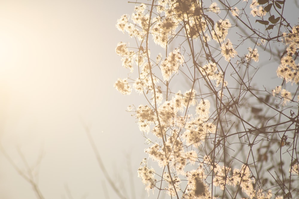 a bunch of white flowers on a tree