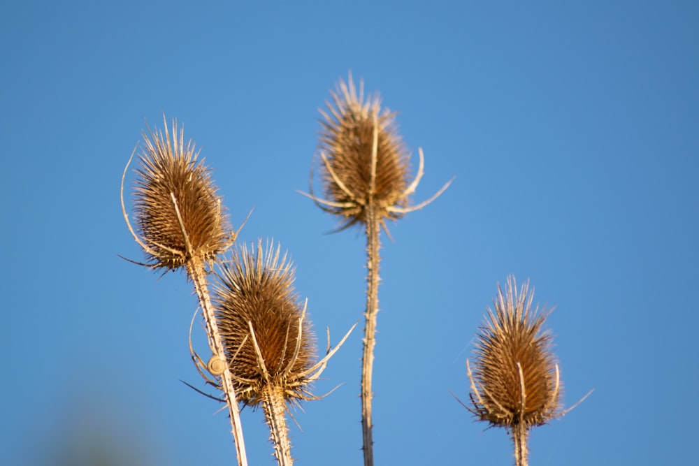 a close up of a plant with a blue sky in the background