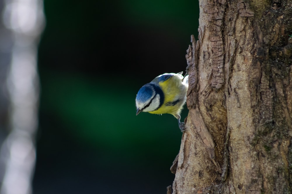 a blue and yellow bird perched on the side of a tree