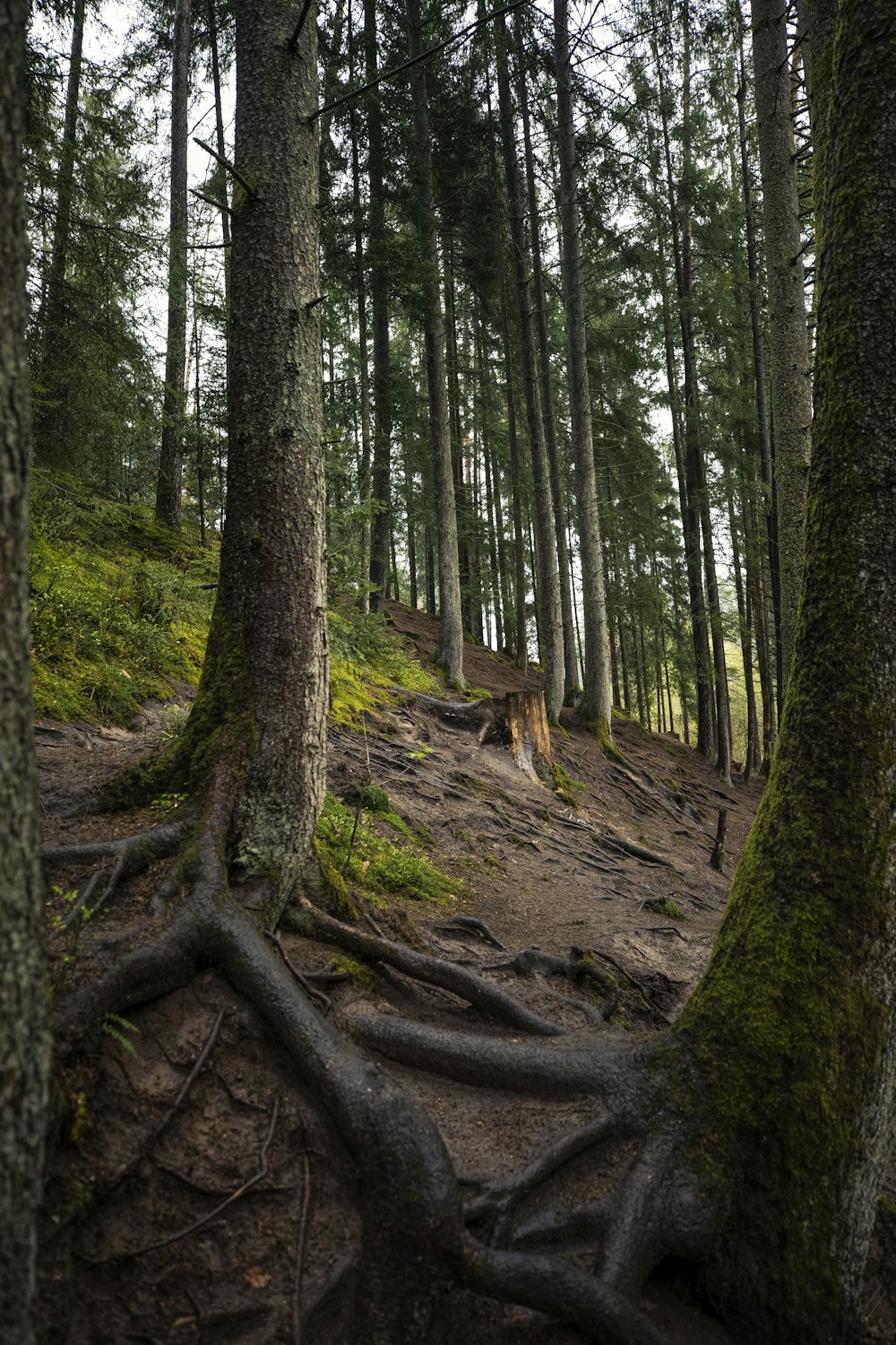 a large tree with a very large root on it's side