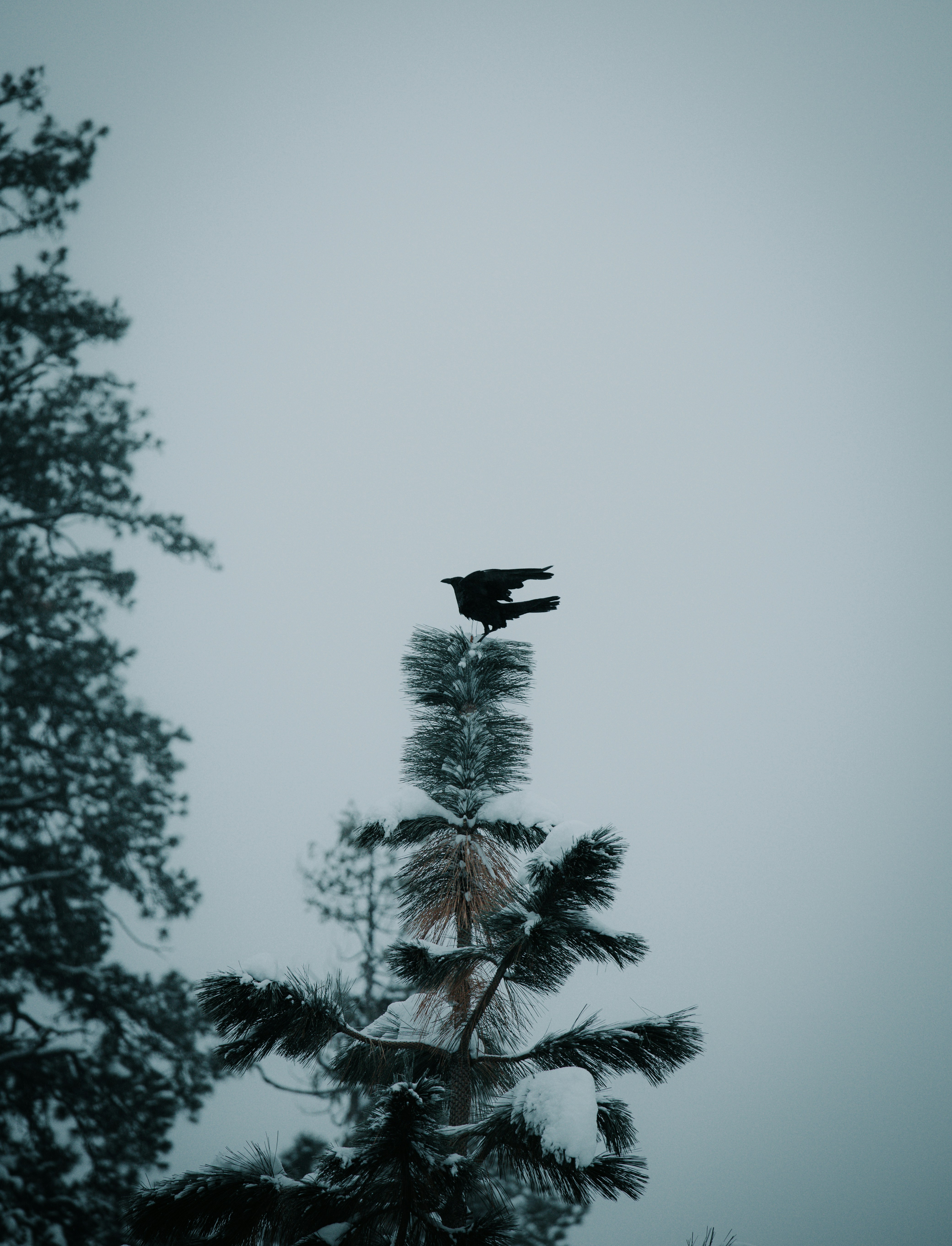 Photo by jeffersonsees