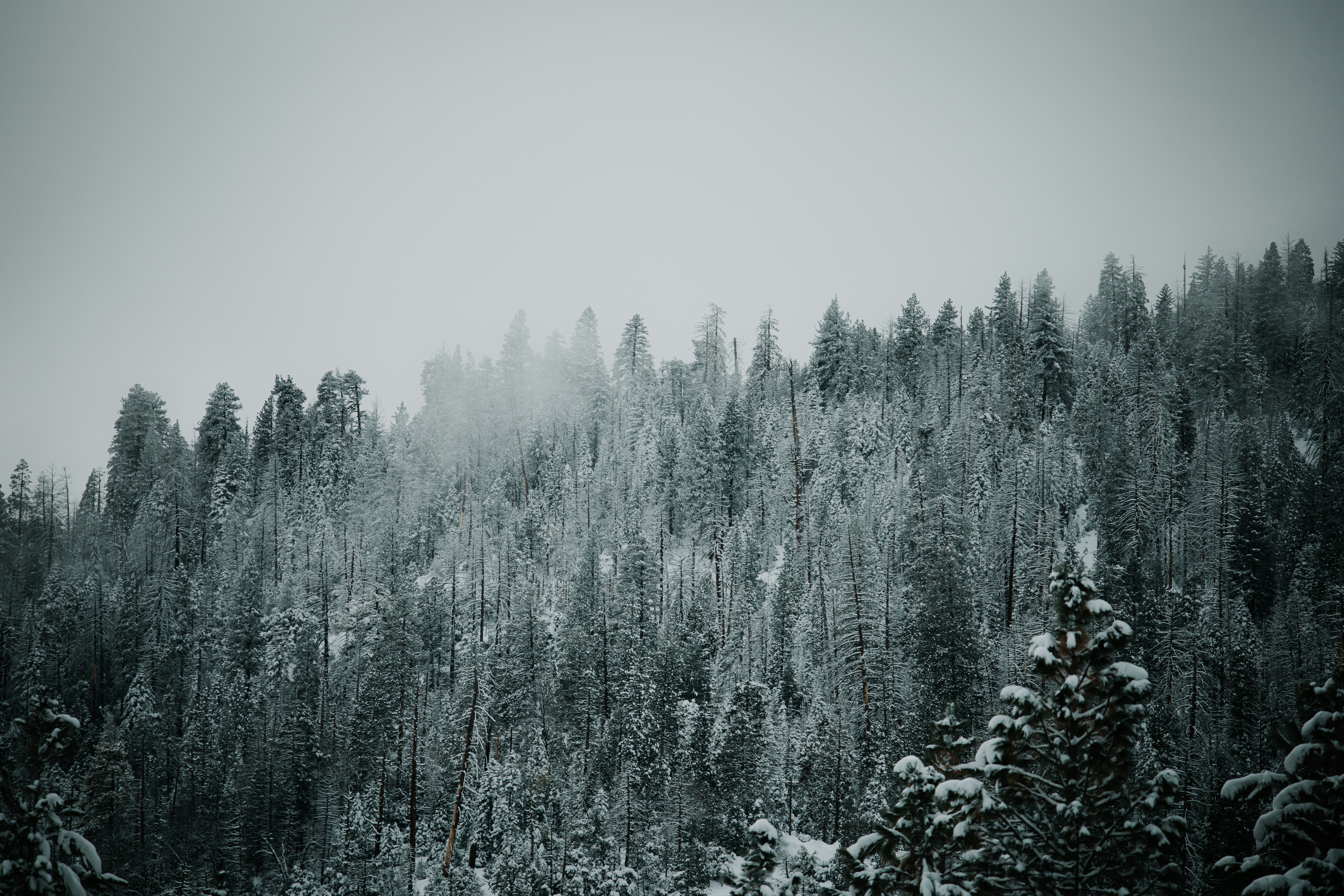 Photo by jeffersonsees