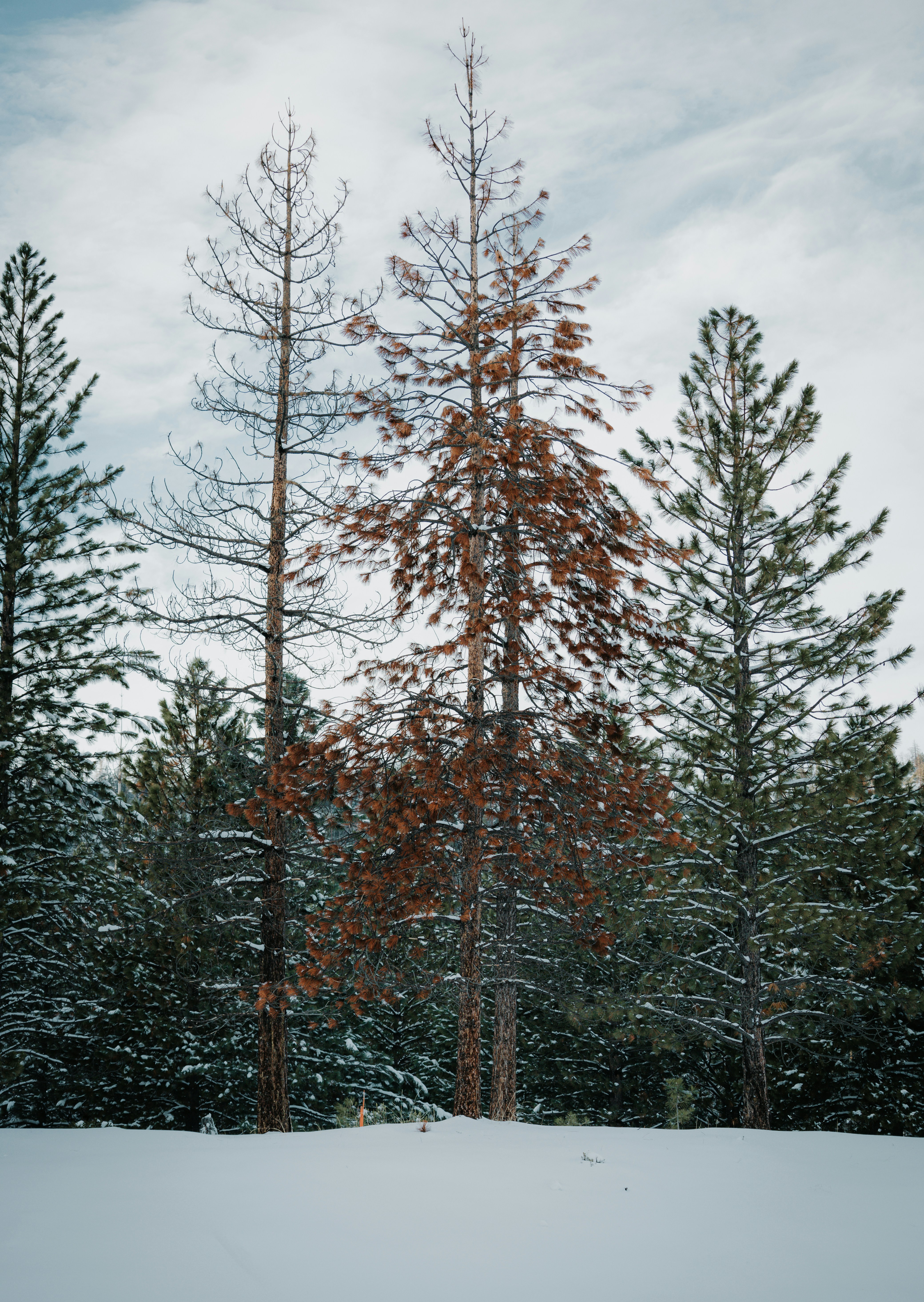 Photo by jeffersonsees