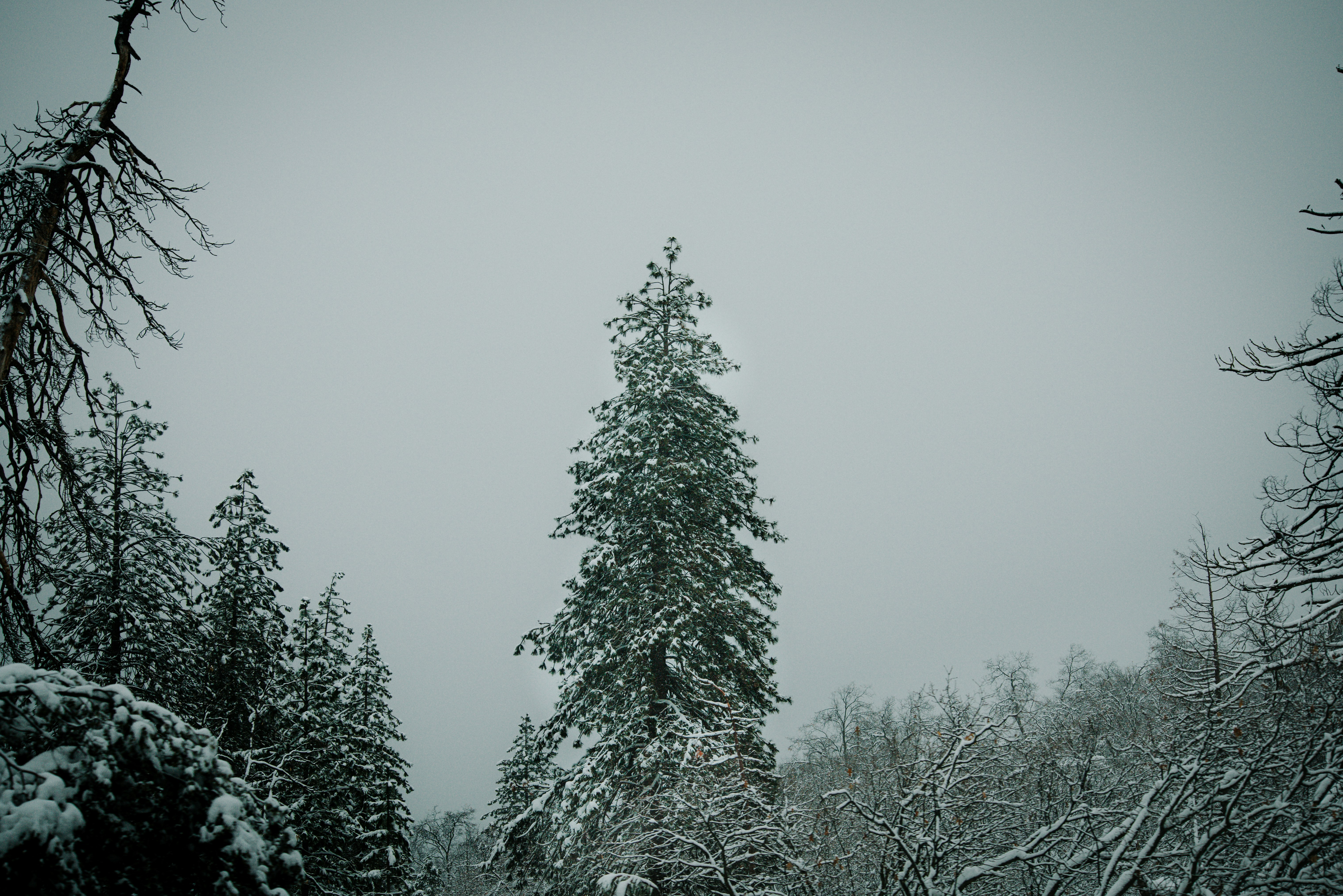 Photo by jeffersonsees