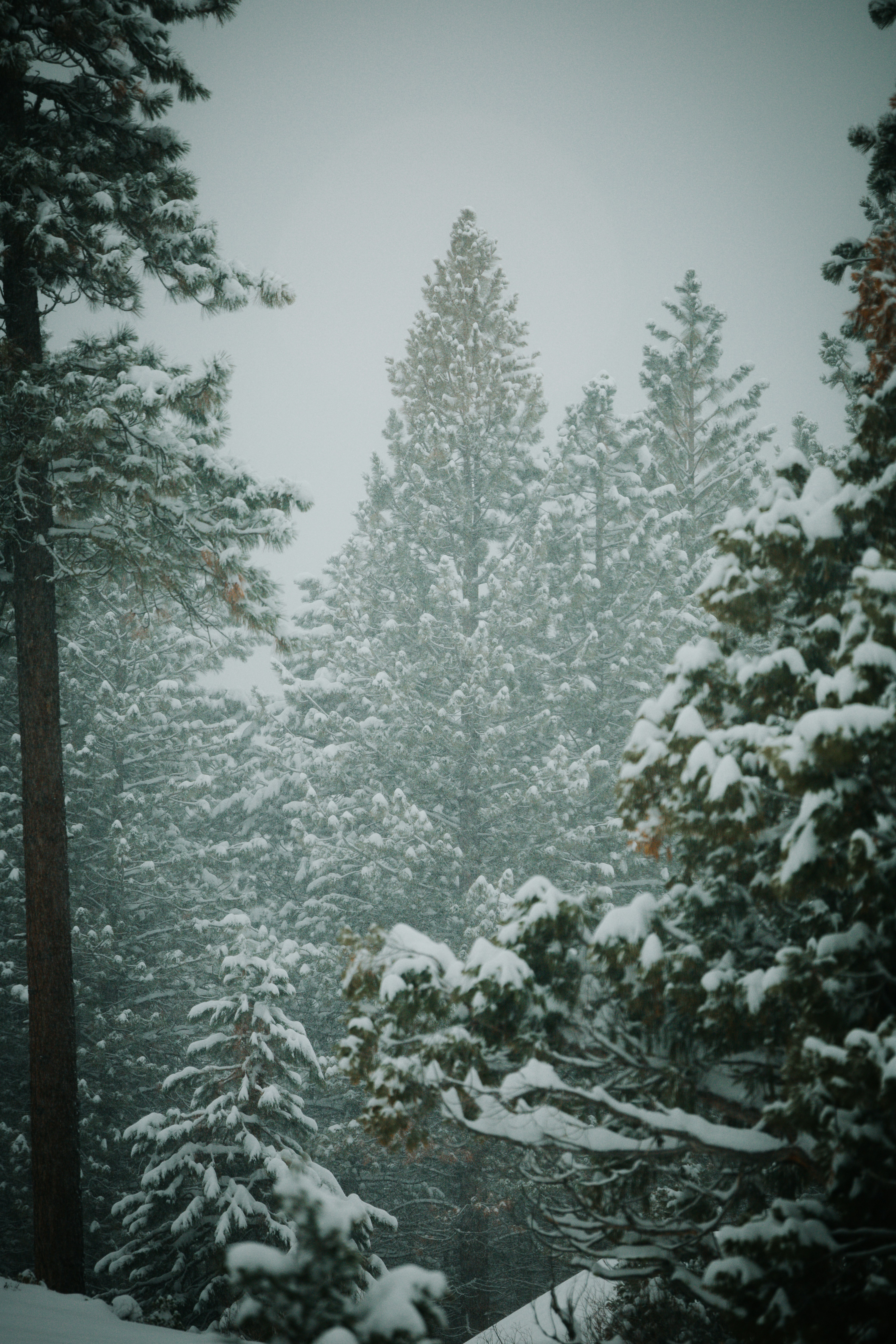 Photo by jeffersonsees