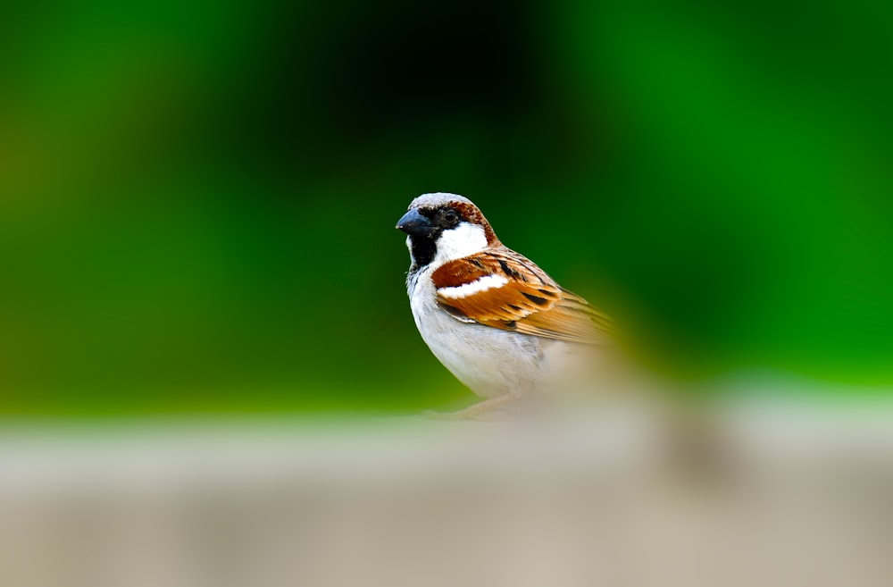 a small bird sitting on top of a wooden table