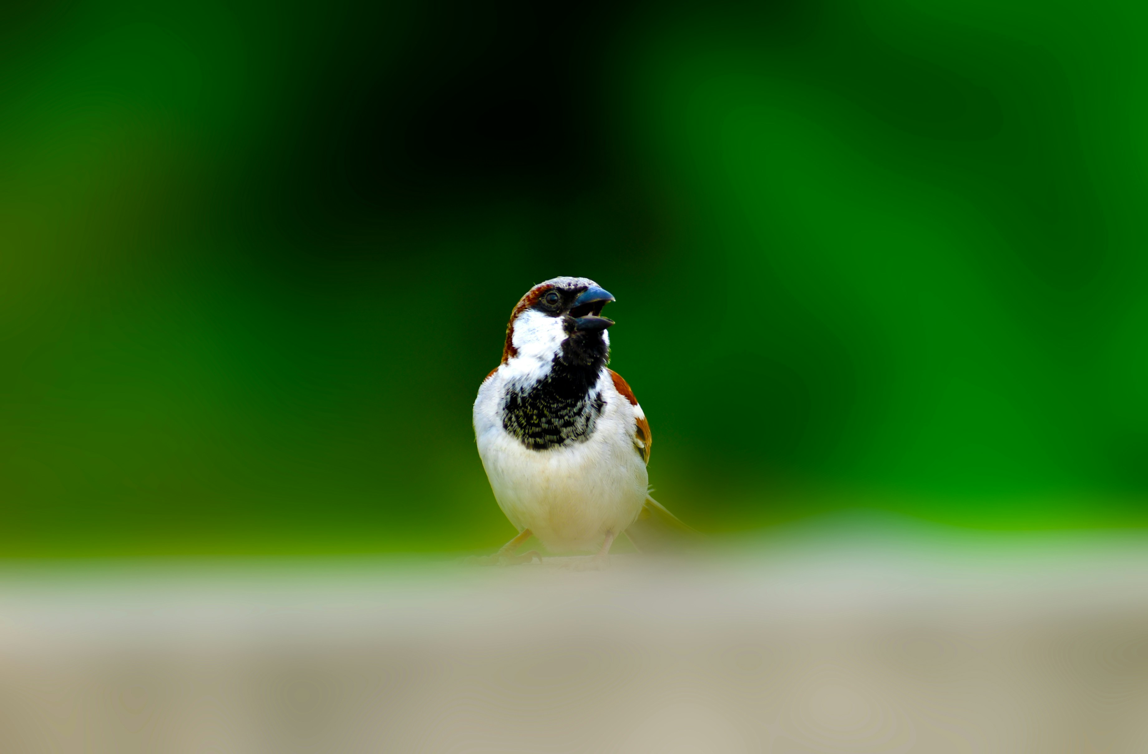 a small bird sitting on top of a cement slab