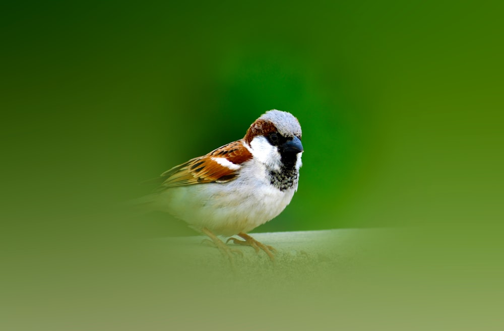 a small bird sitting on top of a table