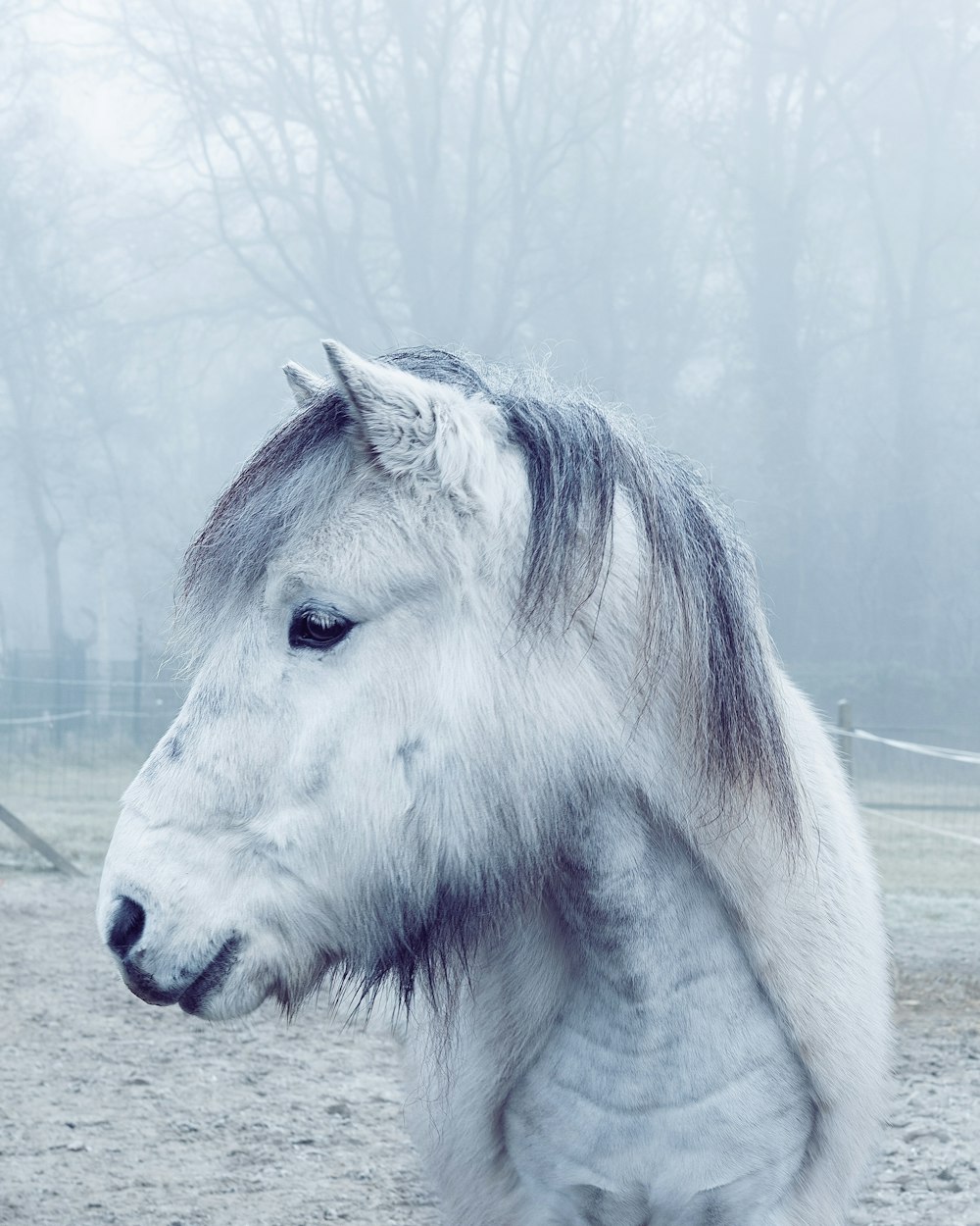 a white horse standing on top of a dirt field