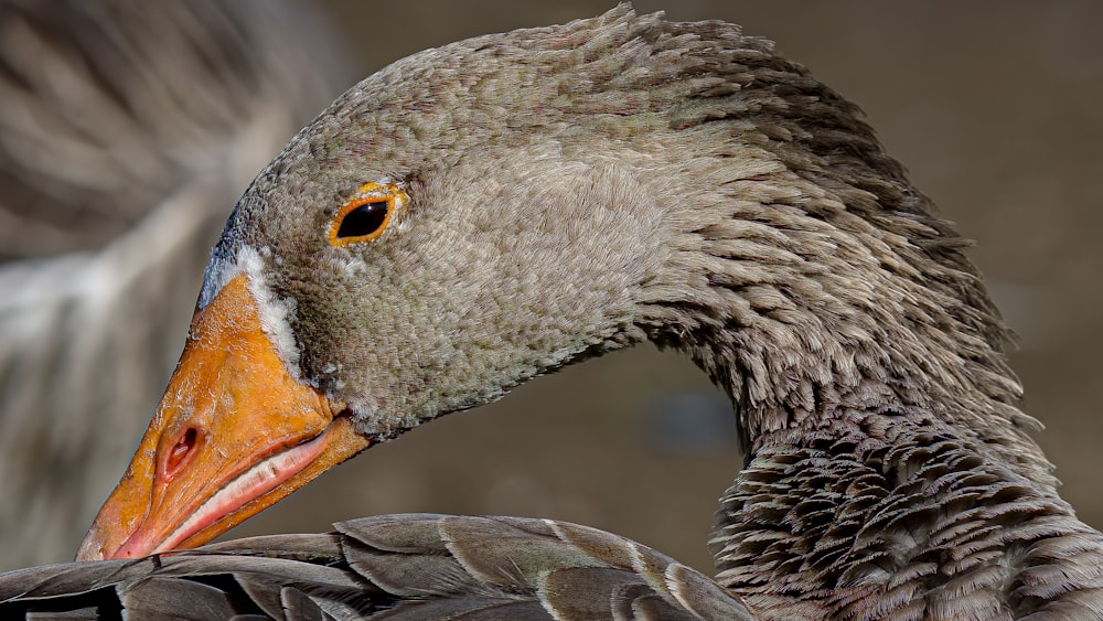 a close up of a duck with a blurry background