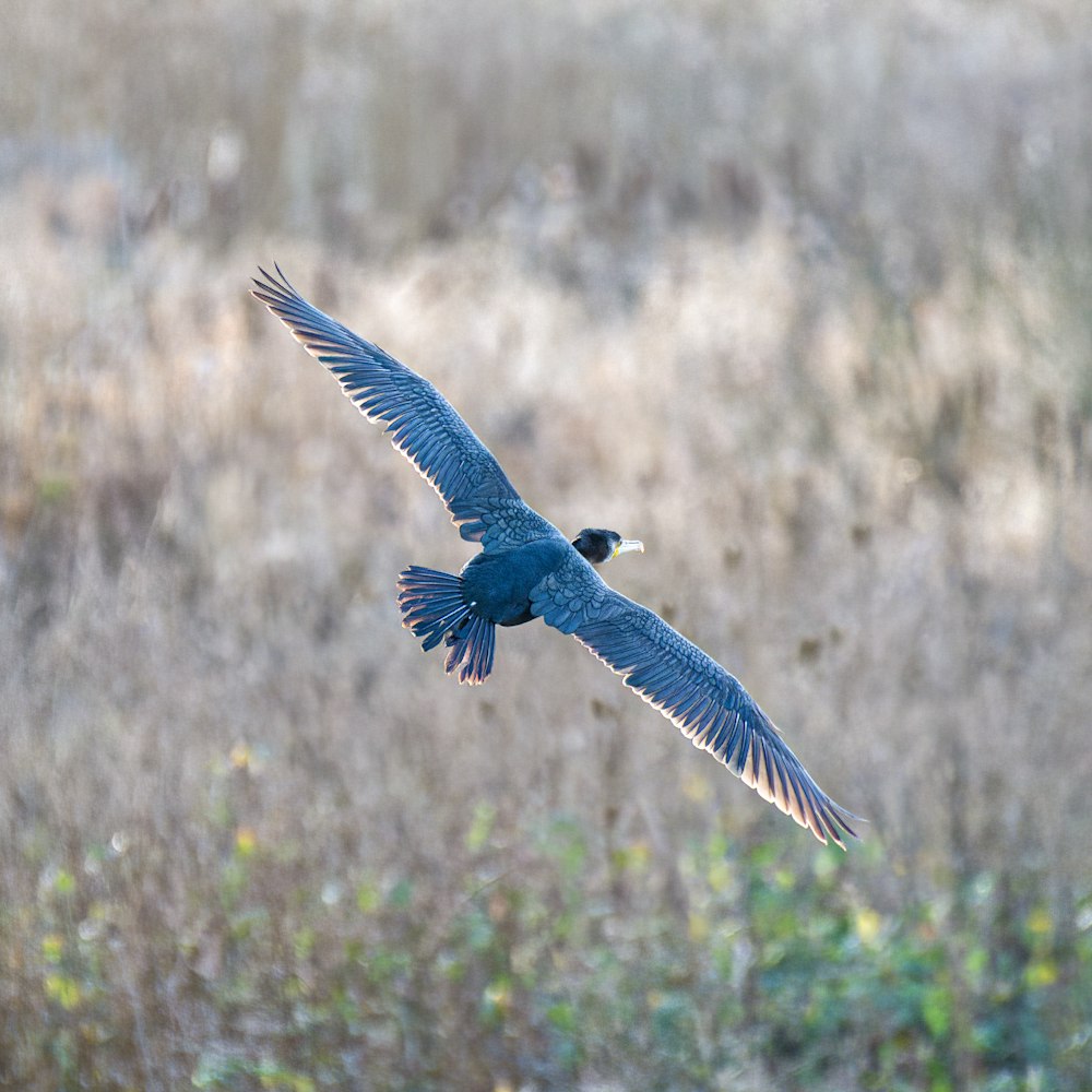 a large bird flying over a dry grass field