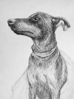 A detailed pencil sketch of a dog facing sideways, capturing its facial features and expression with shading and texture. The dog appears to be wearing a collar and is portrayed in a calm and attentive manner.