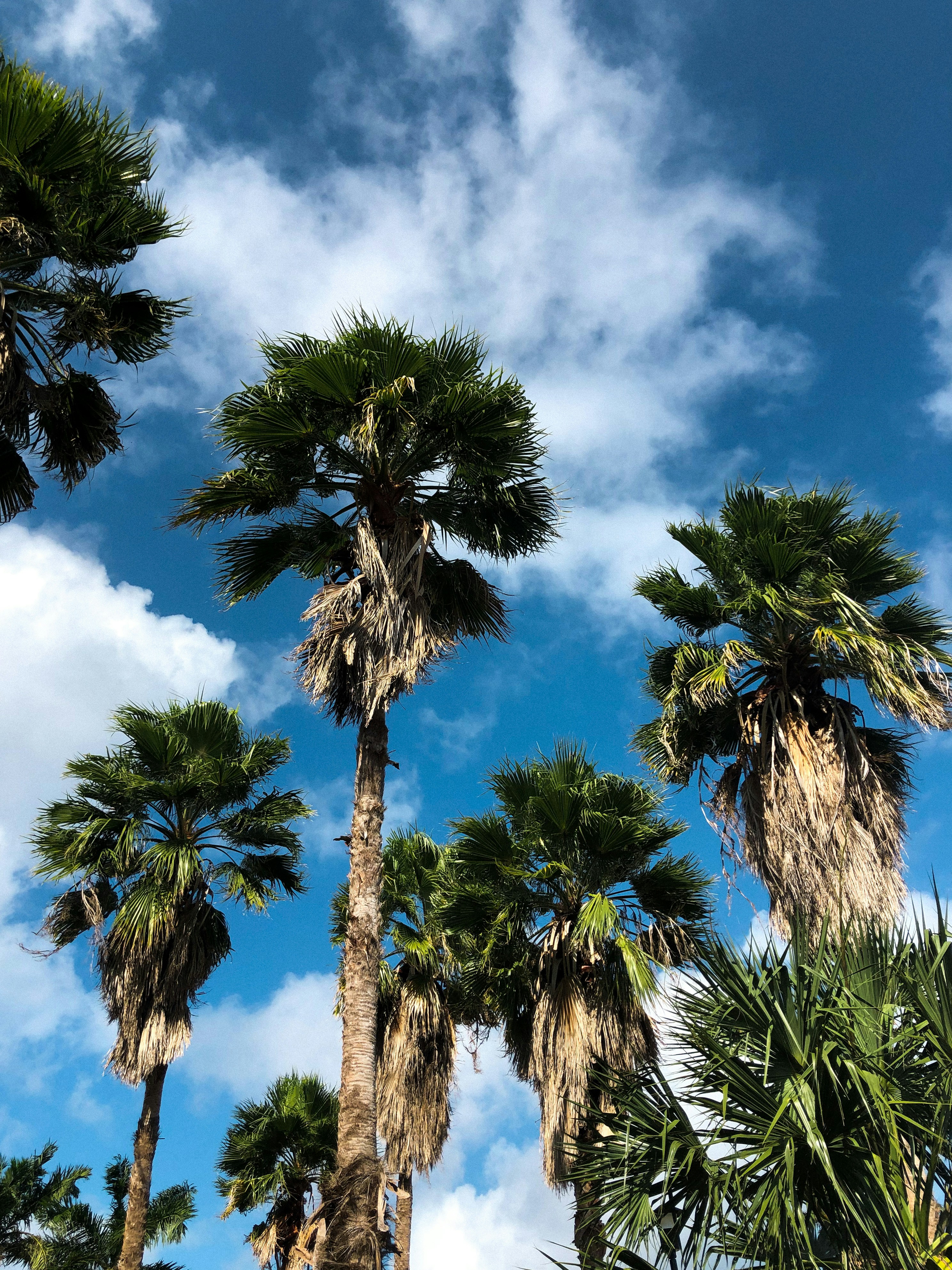 a group of palm trees with a blue sky in the background
