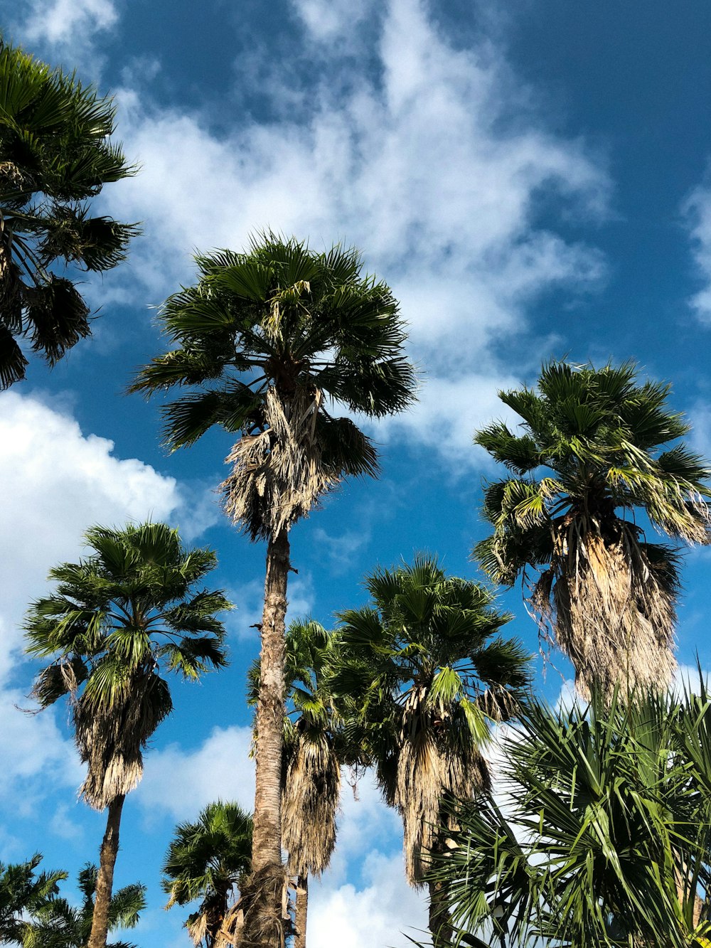 a group of palm trees with a blue sky in the background