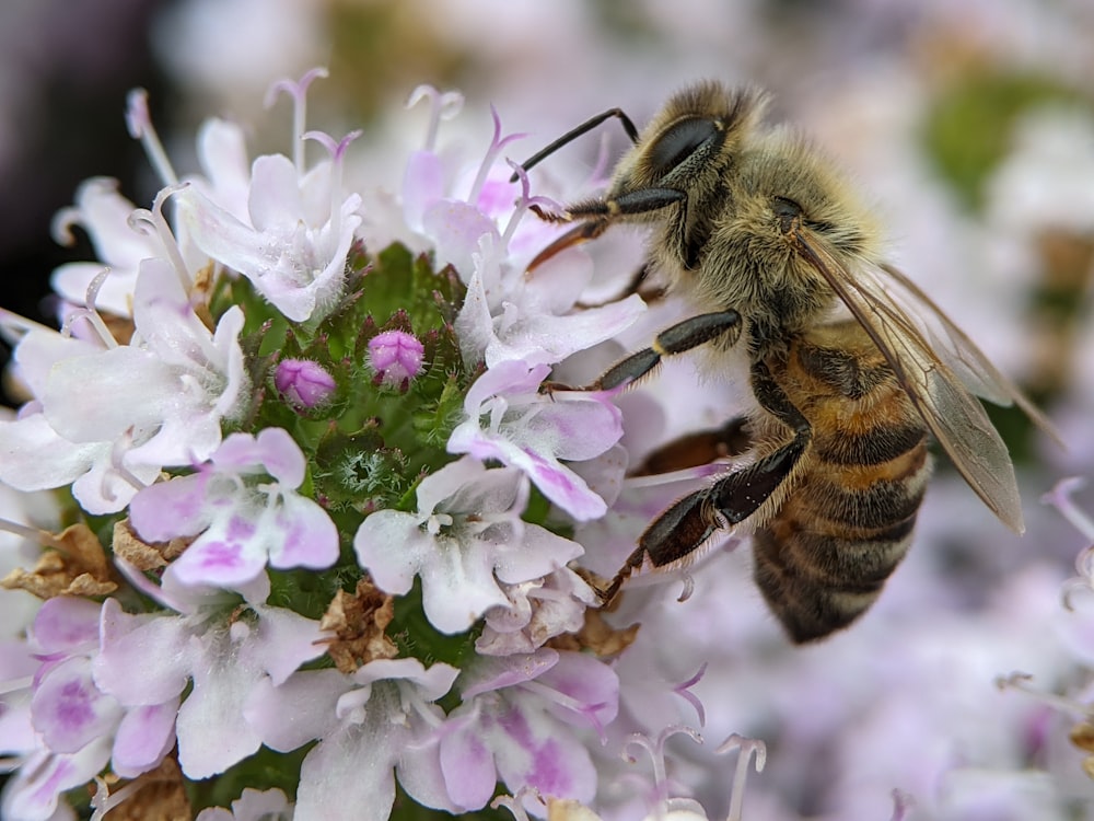 a close up of a bee on a flower