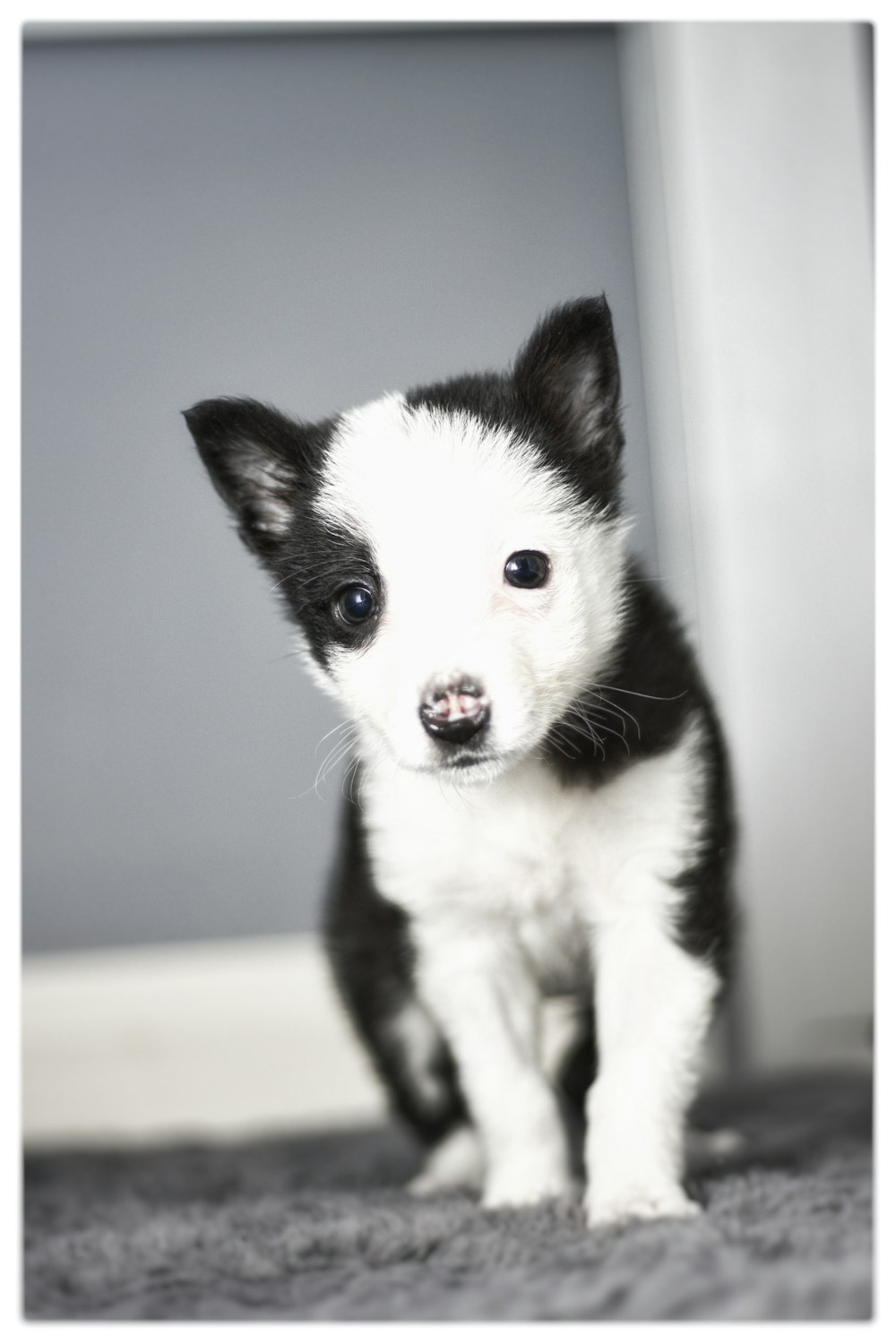 a small black and white dog sitting on top of a carpet