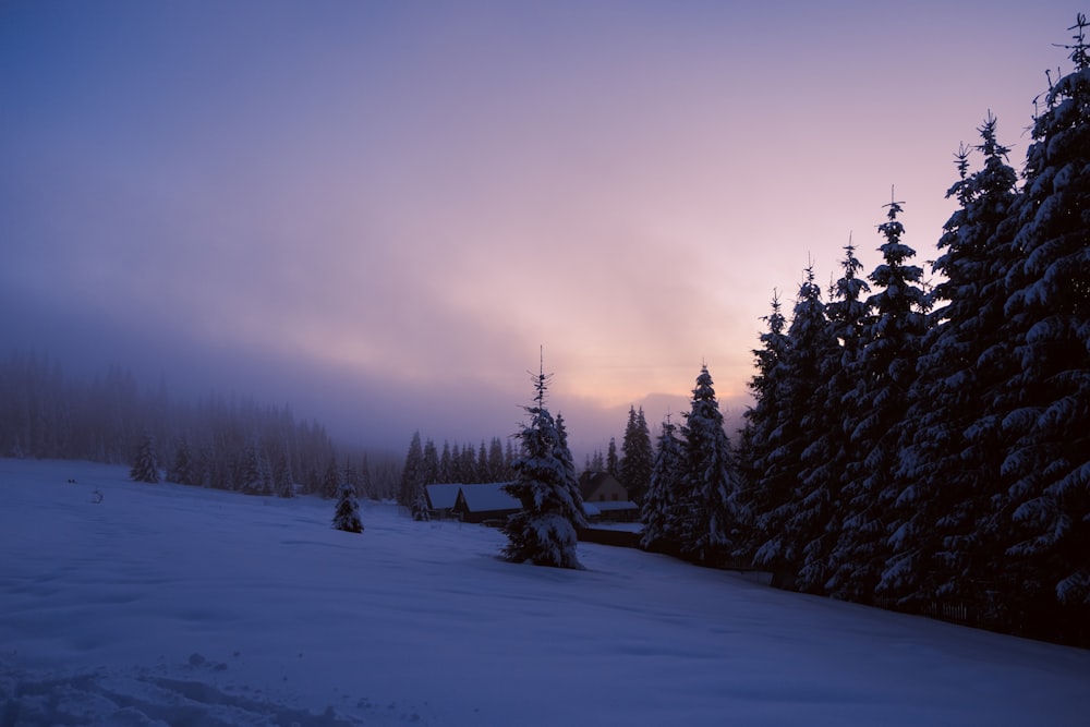 a group of pine trees covered in snow