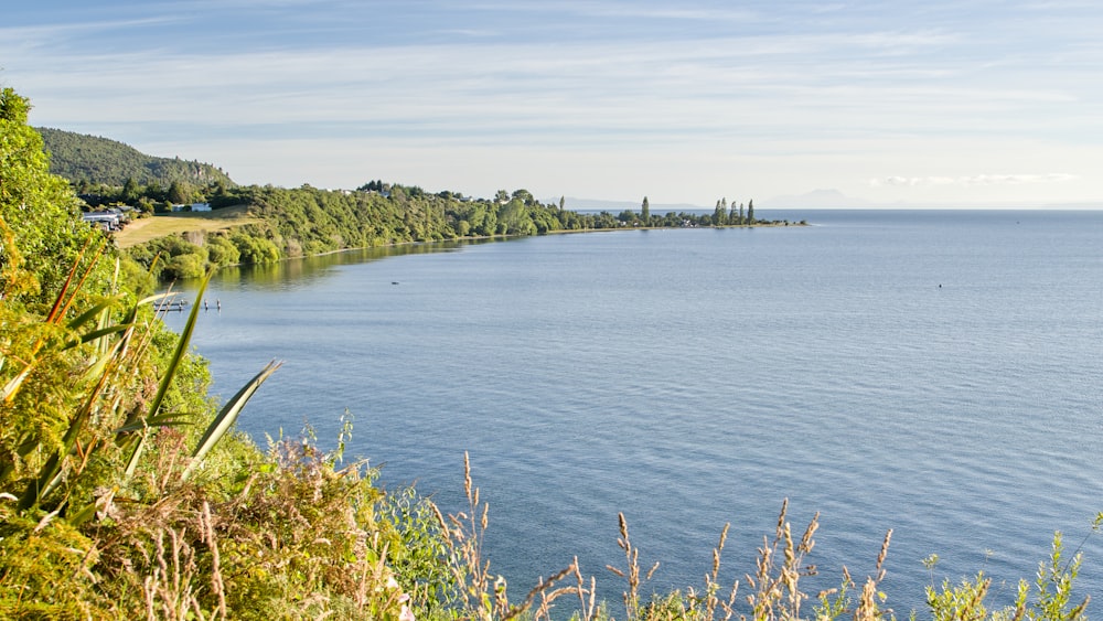 uno specchio d'acqua circondato da alberi e cespugli