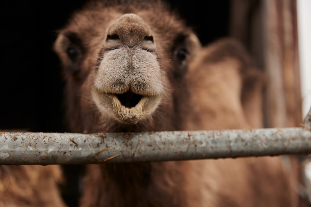 a close up of a camel with its mouth open