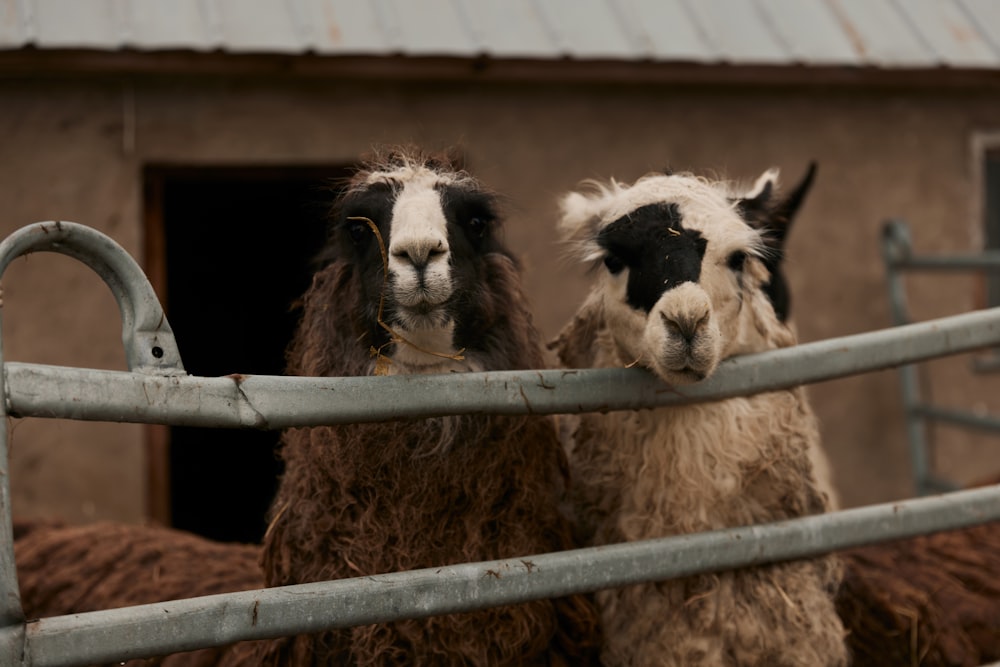 a couple of llamas standing behind a metal fence