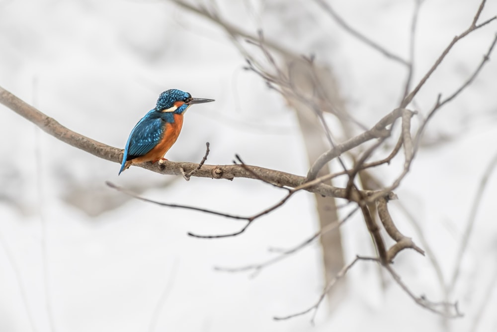 a blue and orange bird sitting on a tree branch