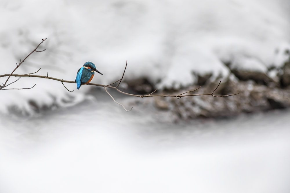 a small blue bird sitting on top of a tree branch